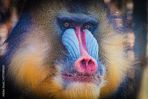 Obraz na płótnie mandrill 
