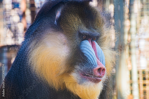 Wall Mural mandrill (Mandrillus sphinx)