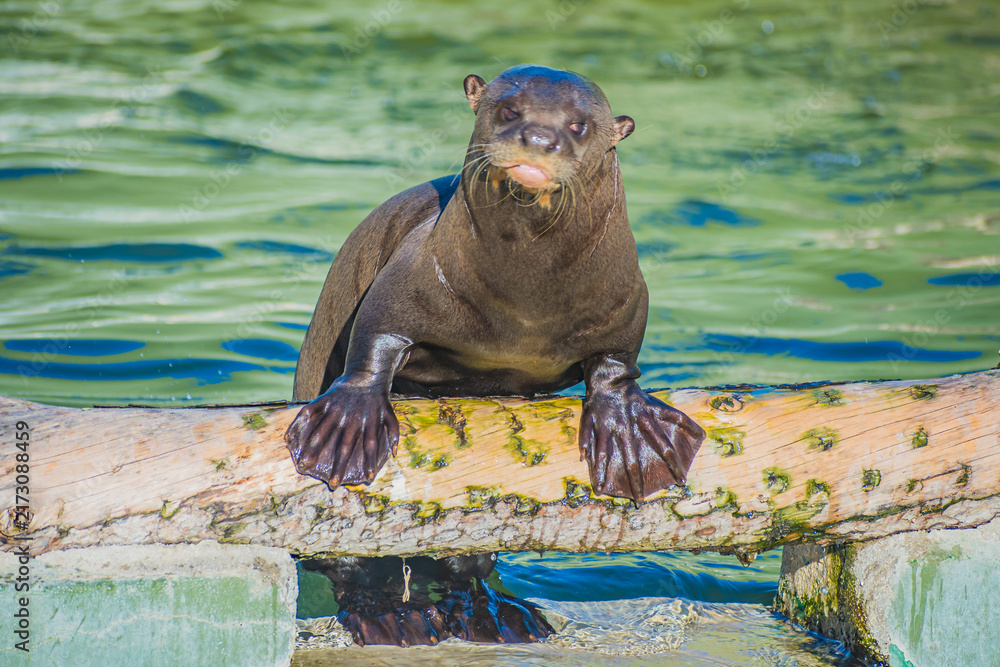 Fototapeta premium giant otter or giant river otter (Pteronura brasiliensis)
