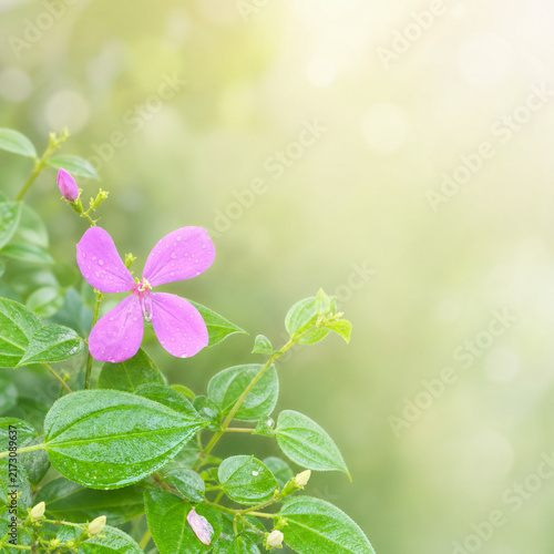 Beautiful pink melastoma flower blooming on the left with fresh green leaves and a soft sunny bokeh background with copy space.