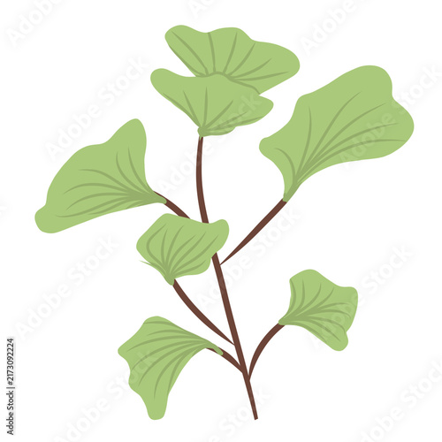 Green Ginkgo Leaf Botanical Illustration