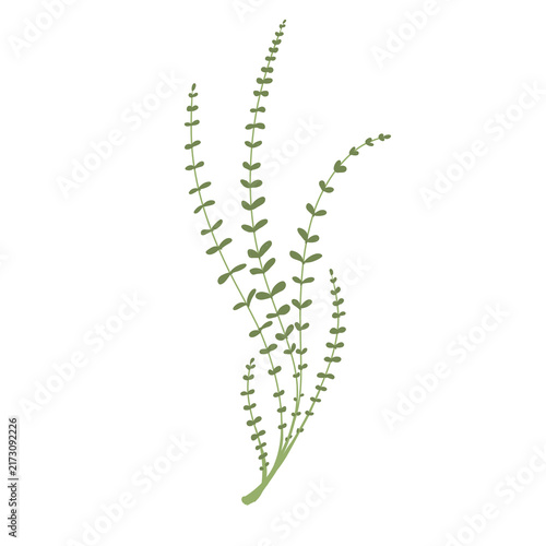 Delicate Green Fern Frond Botanical Illustration