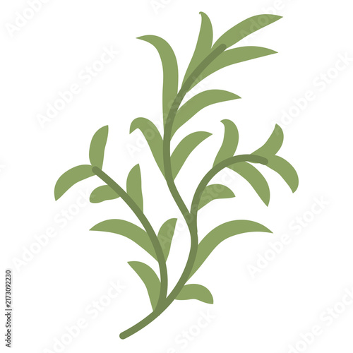 Green Leafy Sprig Botanical Illustration