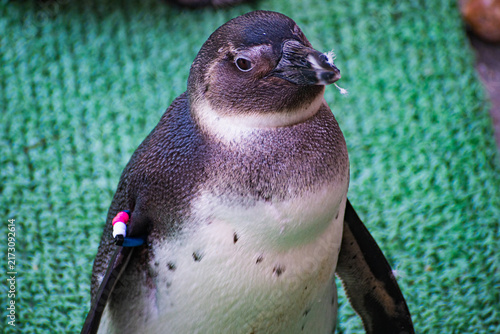 Obraz na płótnie African penguin (Spheniscus demersus)