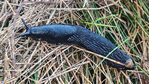 Obraz na plátně Close-up macro photograph of a black slug with striking blue iridescent markings