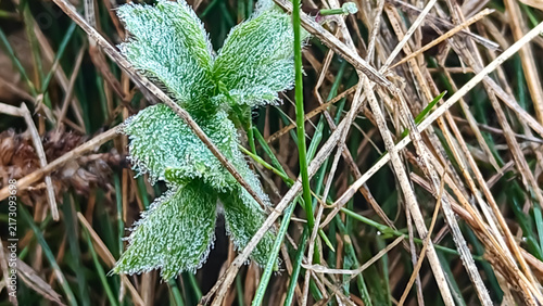 Canvastavla Close-up macro photograph of a green wild plant covered with delicate frost crystals, growing among dry grass and natural vegetation