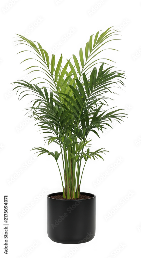 Fototapeta premium Green palm plant in black pot