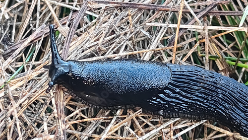 Obraz na plátně Close-up macro photograph of a black slug with striking blue iridescent markings