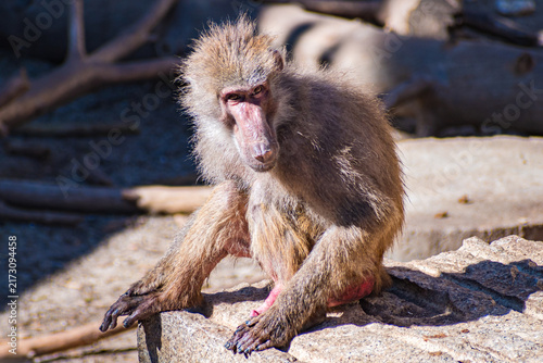 Fotografía yellow baboon (Papio cynocephalus)