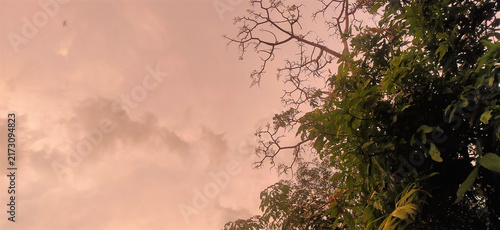 Foto Pink Twilight Sky with Lush Trees and Branch Silhouettes