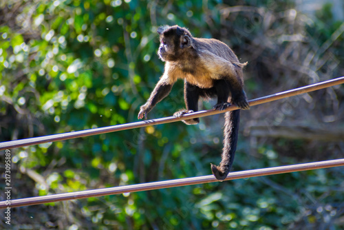 Cuadro en lienzo tufted capuchin (Sapajus apella)