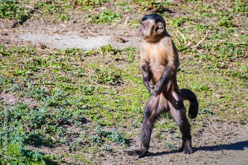 Canvas Print tufted capuchin (Sapajus apella)