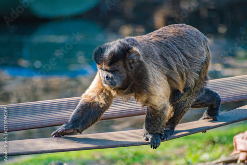 Photography tufted capuchin (Sapajus apella)