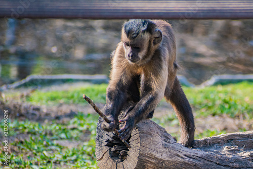 Fotografie tufted capuchin (Sapajus apella)