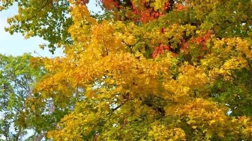 autumn leaves in the forest