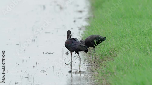 Glossy Ibis foraging for food in the rain