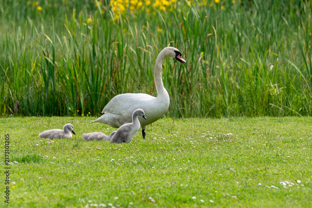 Obraz premium Mute swans (cygnus olor) - pen swan with her cygnets resting on green grass