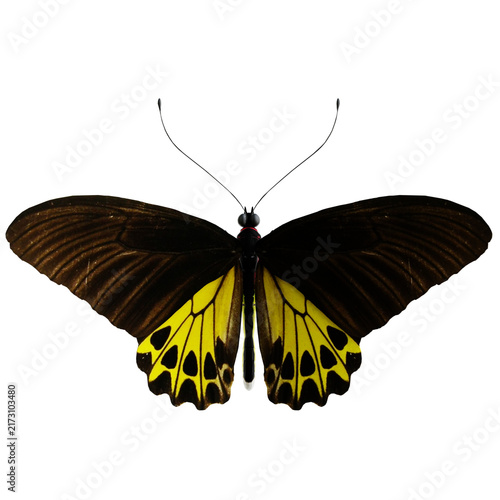 Cuadro en lienzo Butterfly Troides Helena 3d Illustration