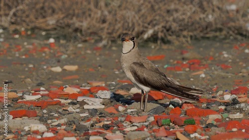 Oriental Pratincole sound calls and leaving the frame