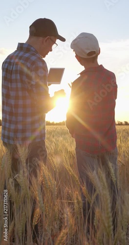 Agronomist explains wheat development while trainee compares grain using tablet in field. Practical training focuses on crop evaluation, grain quality and modern agricultural knowledge. Vertical