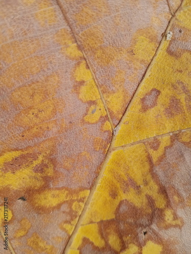 Photography Natural dried leaf texture background with mottled yellow brown spots