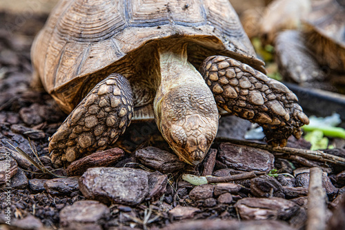 Bild auf Leinwand Close-up of a sulfate tortoise, a tortoise foraging for food