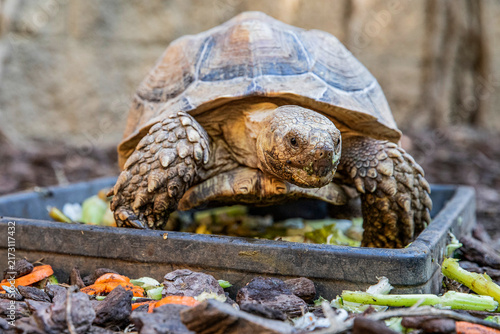 Fotografie land tortoise slowly moving across forest groundcover