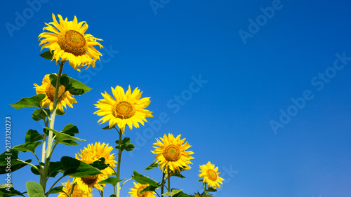 Sunflower field with cloudy blue sky