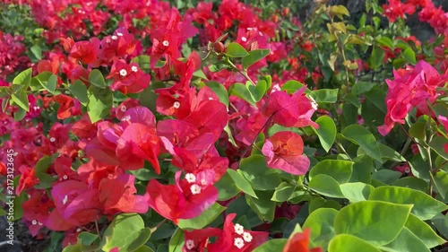 Vibrant Pink Bougainvillea Flowers Blooming in a Garden

