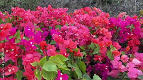 Vibrant Pink Bougainvillea Flowers Blooming in a Garden

