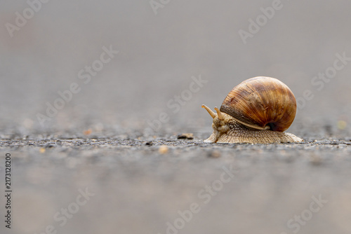 Bild auf Leinwand snail on the road