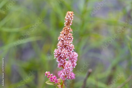 Steeplebush (Spiraea tomentosa) Blooming in Ontario Wetlands