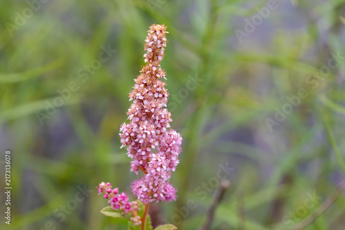 Steeplebush (Spiraea tomentosa) Blooming in Ontario Wetlands