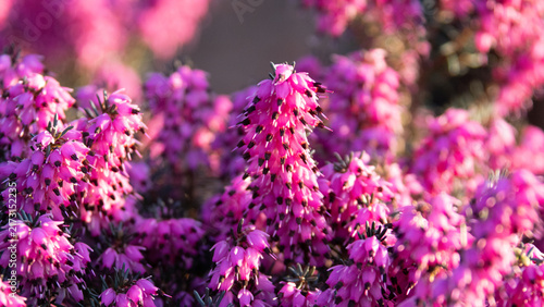 purple flowers in the garden