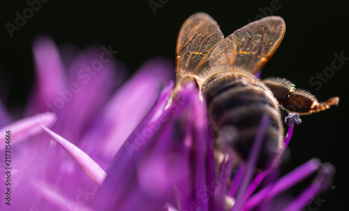 Obraz w ramie Honey Bee Pollinating Purple Flower Back View Macro