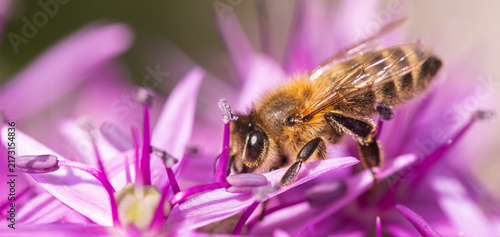 Obraz w ramie Macro Shot of Honey Bee Pollinating Purple Allium Flower