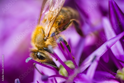 High Angle Macro Shot of Honey Bee on Purple Blossom