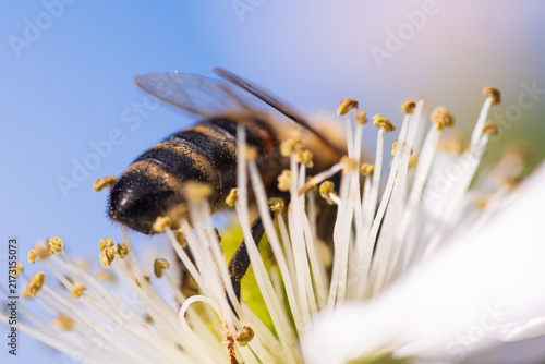 Macro View of Honey Bee Abdomen on White Flower Stamens