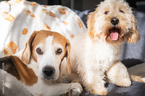 Beagle and Happy Maltipoo Puppy Sitting on Sofa