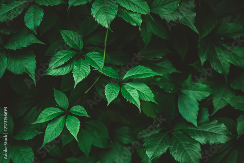 Green leaves from a climbing vine forming a vibrant, dense natural background with varying shades of green, perfect for nature themed designs, ecological concepts, or organic patterns