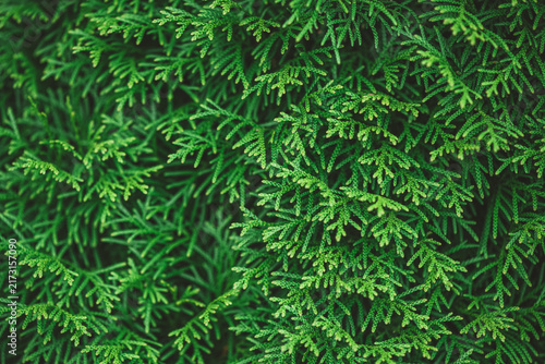 Lush arborvitae cedar foliage with fresh vibrant green leaves and textured branches forming a dense, natural backdrop ideal for botanical, garden or wallpaper designs