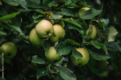 Green apples ripening on a leafy tree branch, indicating healthy organic fruit production and the natural process of growth in an outdoor garden or orchard setting