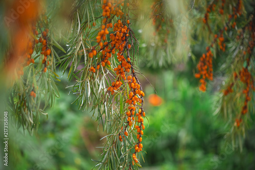 Sea buckthorn branches are abundantly laden with vibrant orange berries and slender green leaves, representing natural harvest and healthy nutrition in a garden setting