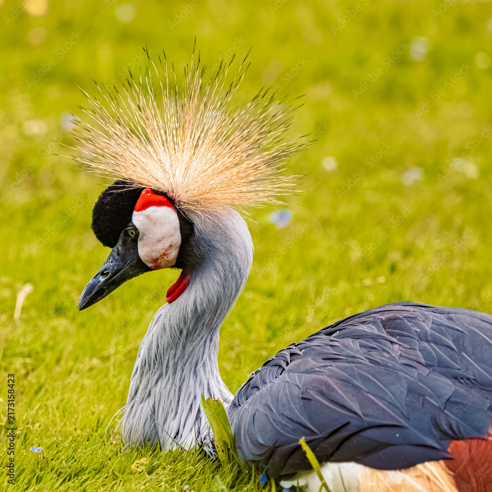 Naklejka premium Balearica pavonina, black crowned crane, on a sunny summer day