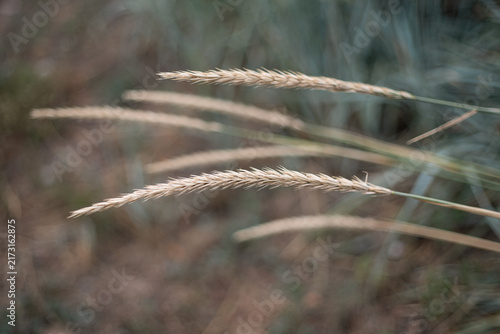 Obraz na płótnie Golden grass blades swaying gently in the warm, soothing breeze