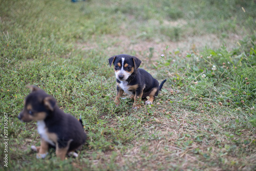 Принти на полотні Puppies play joyfully in a sunny meadow filled with wildflowers