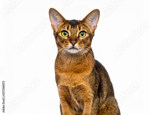 Obraz na płótnie Katze