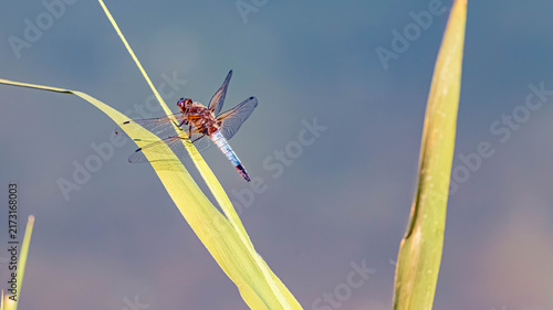 Foto Libellula fulva, scarce chaser dragonfly, on a sunny summer day
