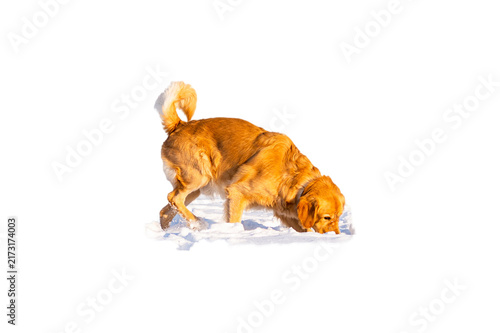 Golden retriever dog sniffing snow in winter, purebred pet white isolated on transparent background, cut out.