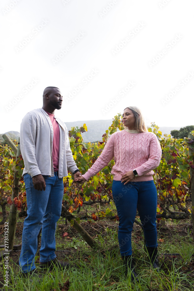 Fototapeta premium African American couple holding hands in vineyard, woman wearing pink sweater and smartwatch